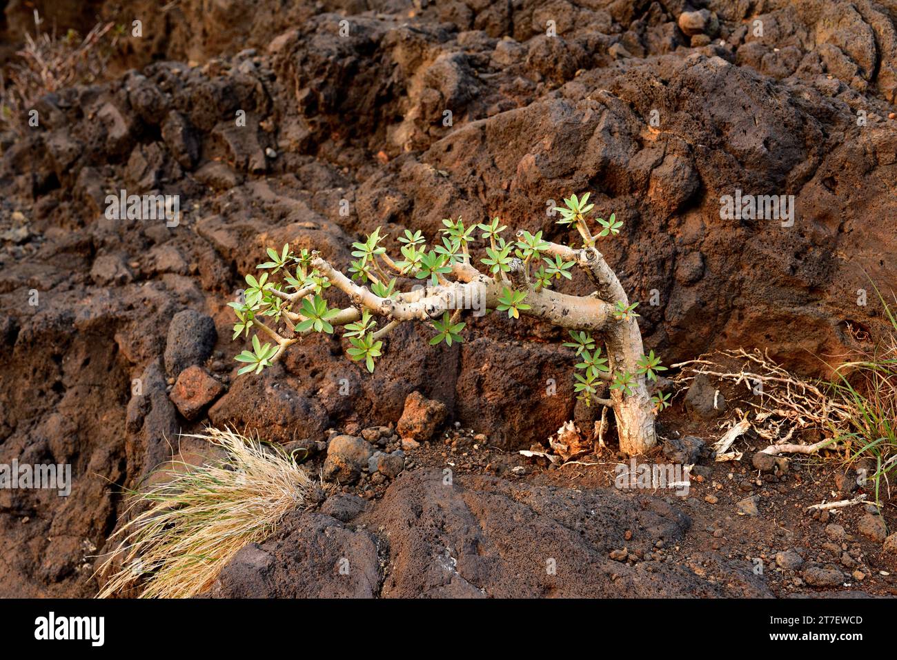 Tabaiba dulce (Euphorbia balsamifera) ist ein auf den Kanarischen Inseln endemischer Sträucher. Junge Probe. Dieses Foto wurde in Garafia, La Palma, den Kanarischen Inseln, Stockfoto