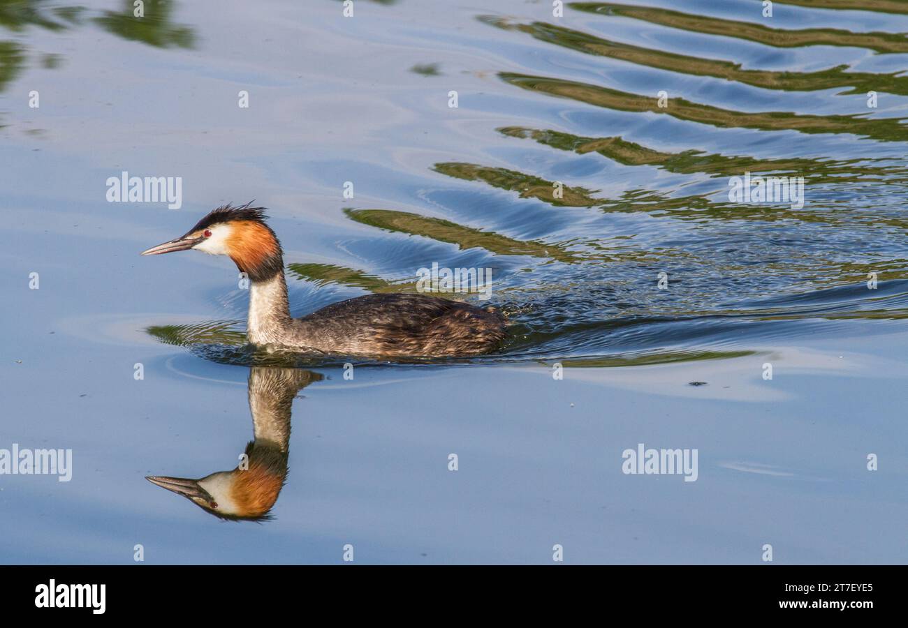 Great Crested Grebes am Mouldon Lake, Wiltshire Stockfoto