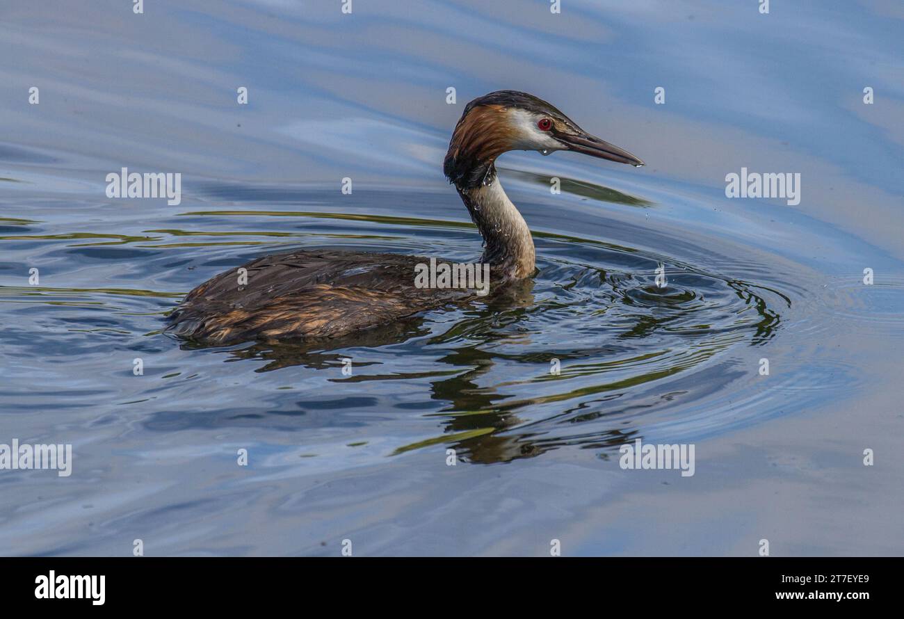 Great Crested Grebes am Mouldon Lake, Wiltshire Stockfoto
