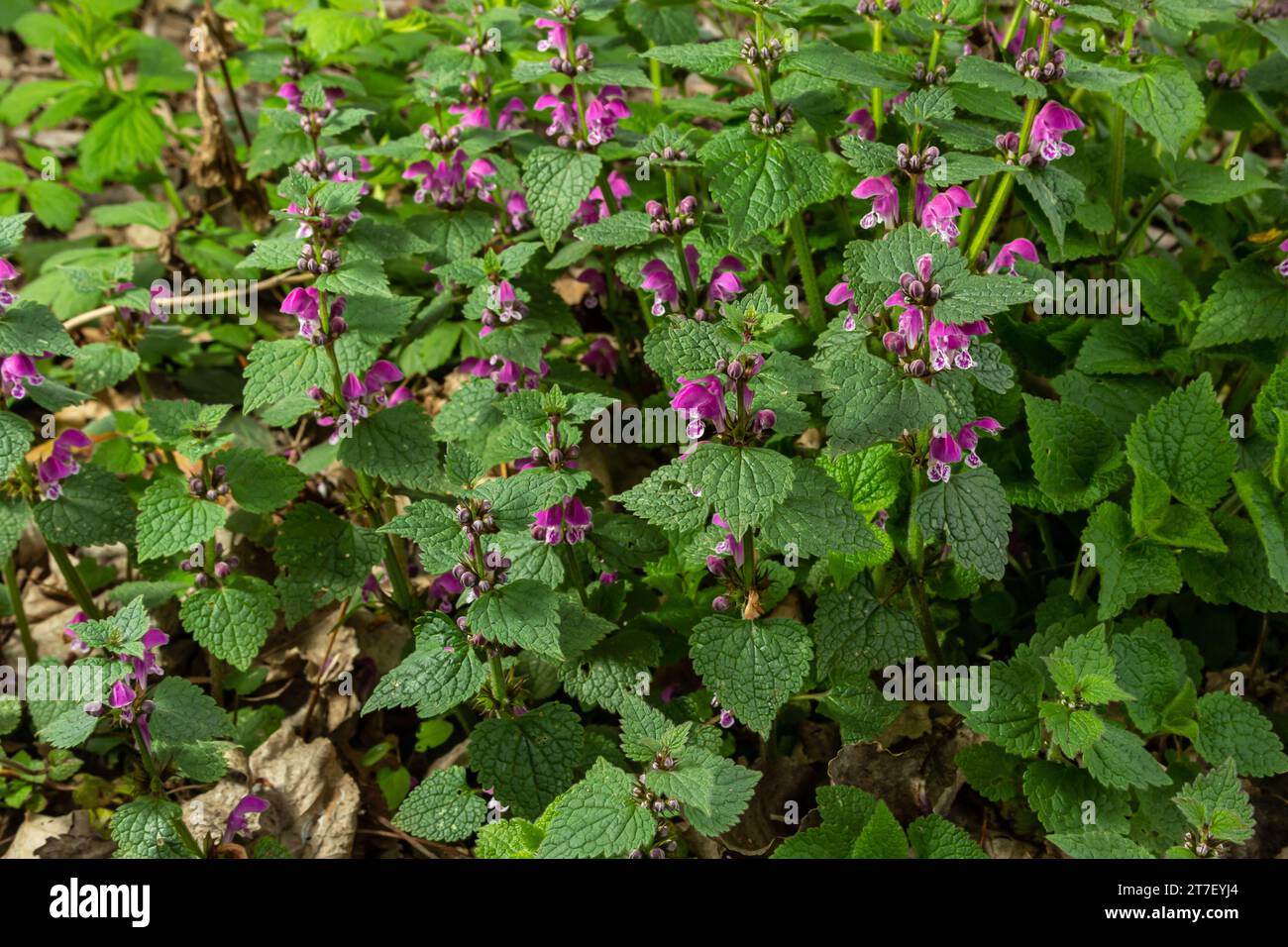 Blühendes Lamium maculatum roseum, gefleckter Hase, gefleckter toter Nesseln, lilafarbener Drache. Stockfoto