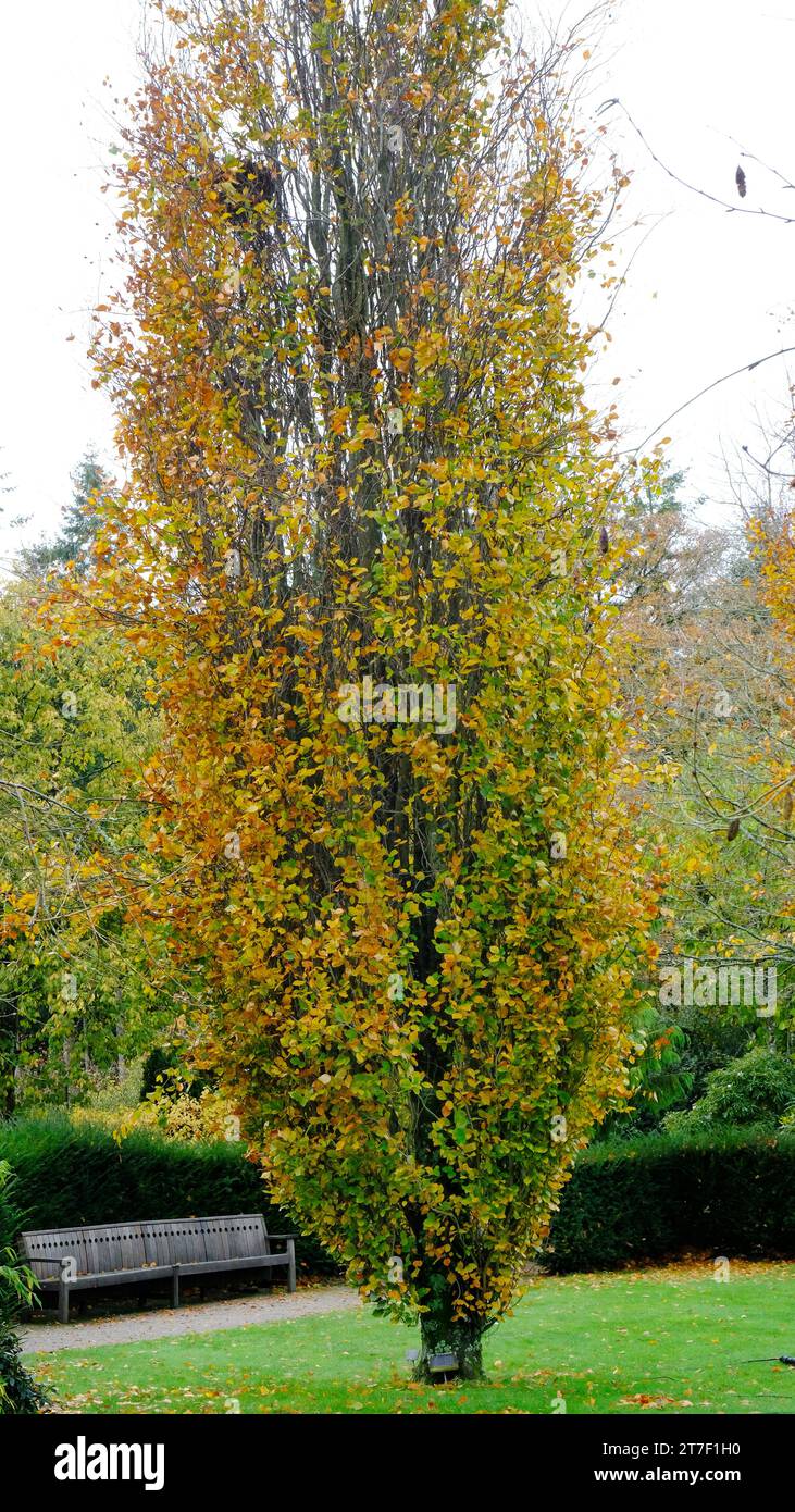 Fagus Sylvatica Dawyck - John Gollop Stockfoto