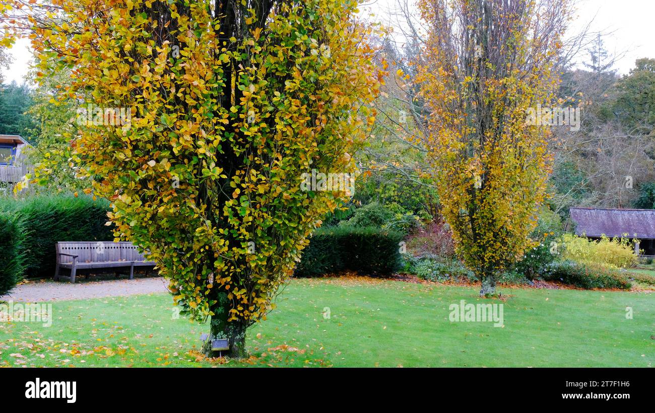 Fagus Sylvatica Dawyck - John Gollop Stockfoto