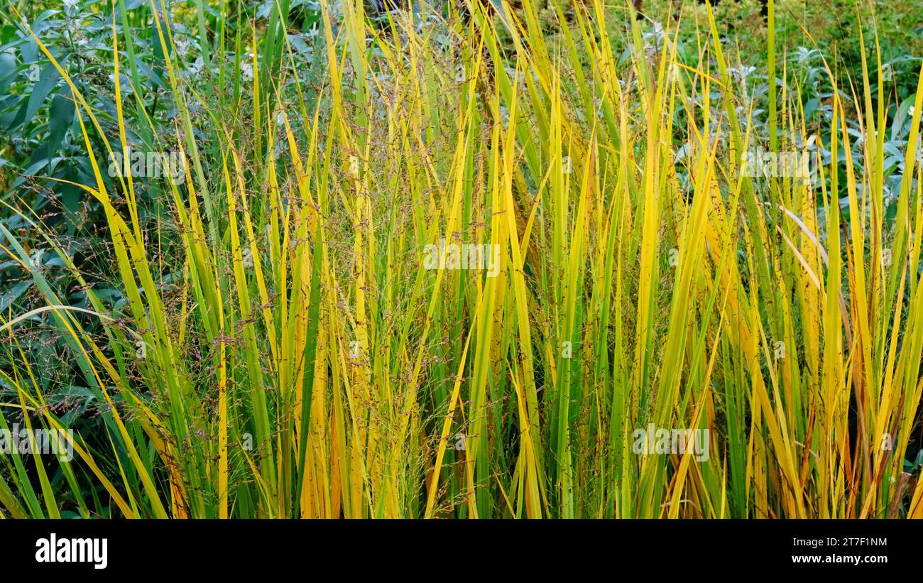 Herbstliches Panicum Virgatum 'Nordwind' - John Gollop Stockfoto