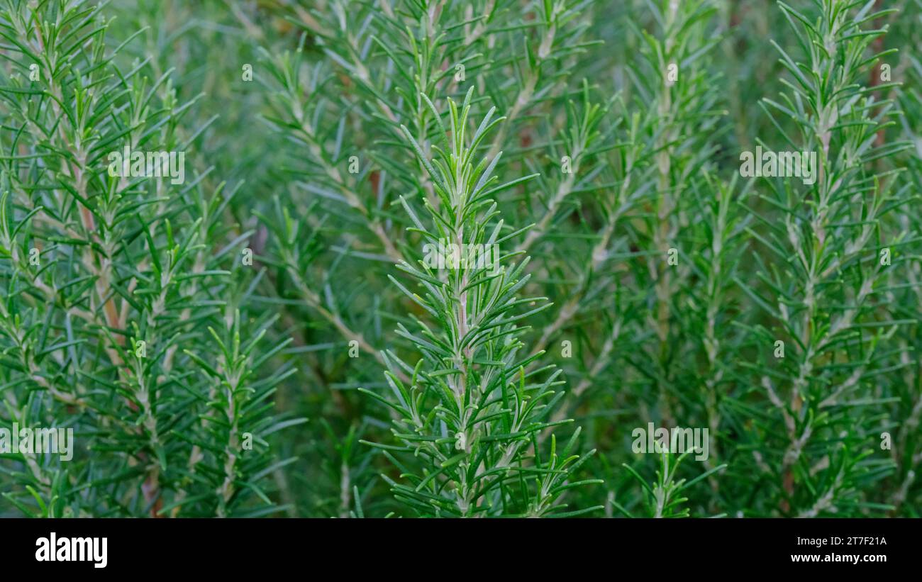 Vollbild von Rosmarin im herbstlichen Licht - John Gollop Stockfoto