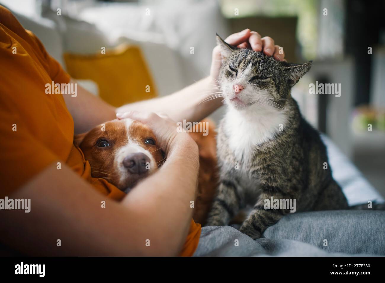 Mann, der mit Haustieren auf dem Sofa sitzt. Haustierbesitzer streichelt seine alte Katze und seinen Hund zusammen. Stockfoto