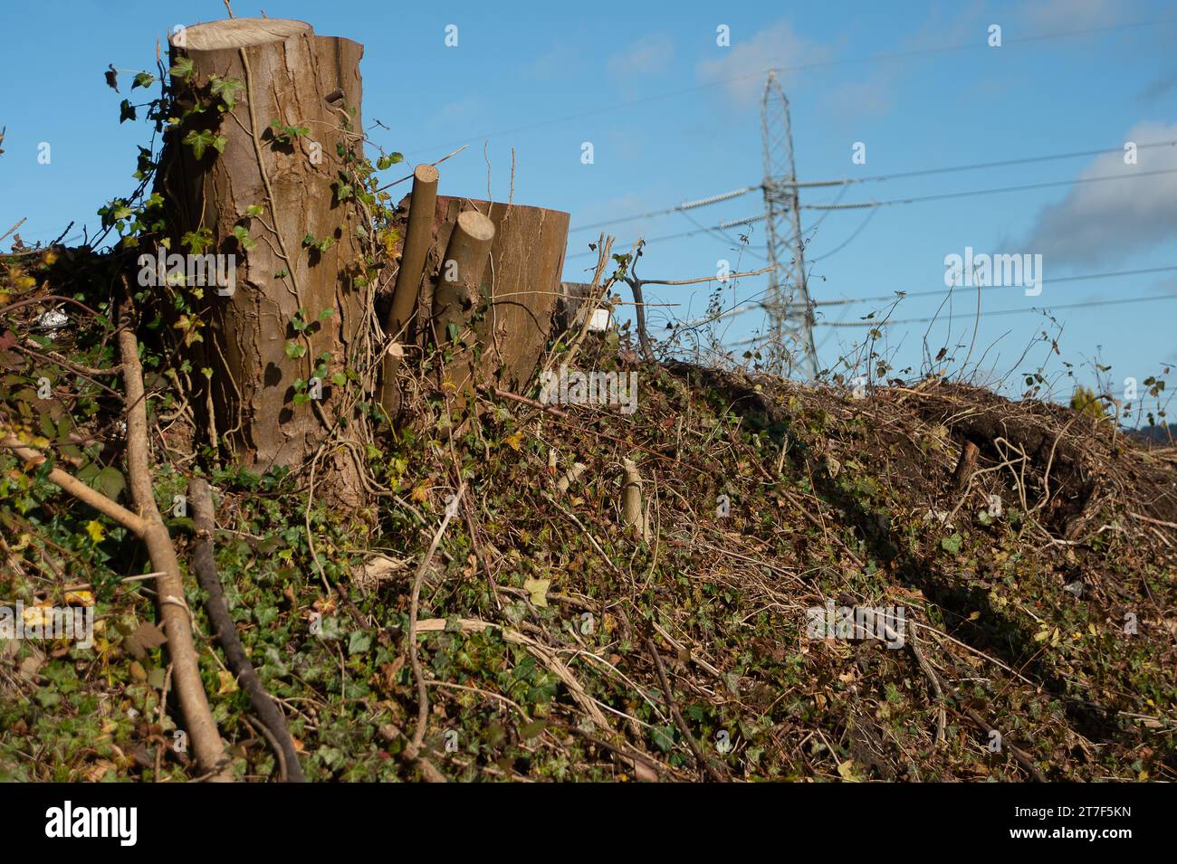 Wendover, Großbritannien. November 2023. Mehr Bäume wurden durch HS2 abgeholzt. Obwohl Rishi Sunak das Northern Leg der HS2 High Speed Rail gestrichen hat, wird der Bau des HS2 in Phase 1 in den Chilterns, einem Gebiet von Natural Outstanding Beauty, fortgesetzt. Viele Bewohner der Chilterns sind wütend über HS2 und die schädlichen Auswirkungen, die es auf die Landschaft hat, und alles ohne Nutzen für Buckinghamshire, da der Zug dort nicht halten wird. Quelle: Maureen McLean/Alamy Live News Stockfoto