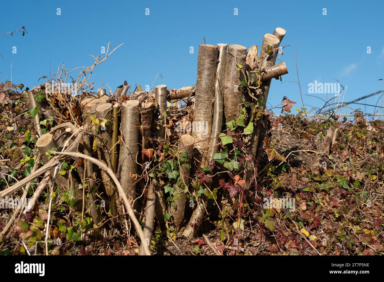 Wendover, Großbritannien. November 2023. Mehr Bäume wurden durch HS2 abgeholzt. Obwohl Rishi Sunak das Northern Leg der HS2 High Speed Rail gestrichen hat, wird der Bau des HS2 in Phase 1 in den Chilterns, einem Gebiet von Natural Outstanding Beauty, fortgesetzt. Viele Bewohner der Chilterns sind wütend über HS2 und die schädlichen Auswirkungen, die es auf die Landschaft hat, und alles ohne Nutzen für Buckinghamshire, da der Zug dort nicht halten wird. Quelle: Maureen McLean/Alamy Live News Stockfoto