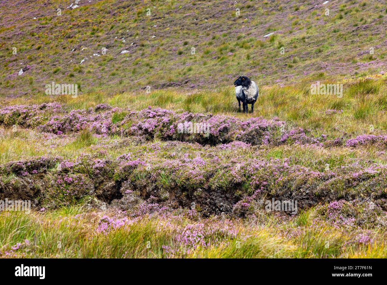 Schwarz-weiße Schafe auf dem Granuaile Loop Walk Trail, bedeckt von Blumen und Vegetation, Derreen, Achill Island, Mayo, Irland Stockfoto