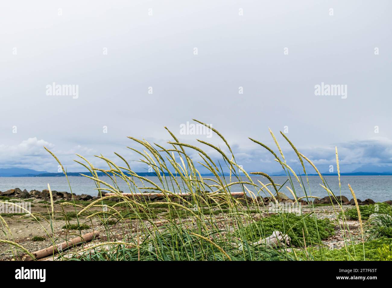 Strandgräser winken im Wind auf Vancouver Island. Magazin Cover, Platz für Worte. Stockfoto