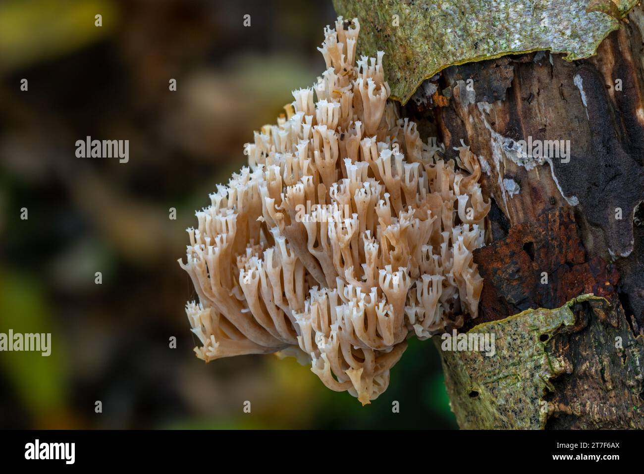 Kronenkorallen / Kronenkorallenpilz (Artomyces pyxidatus / Clavaria pyxidata), der im Herbst/Herbst auf verfallendem Holz im Wald wächst Stockfoto