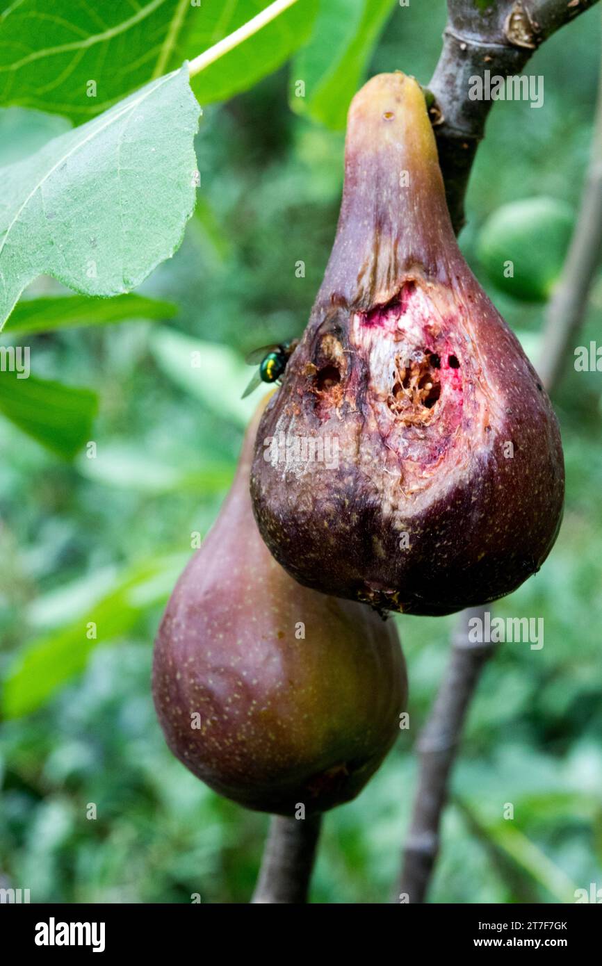 Überreife Frucht Abb. Stockfoto