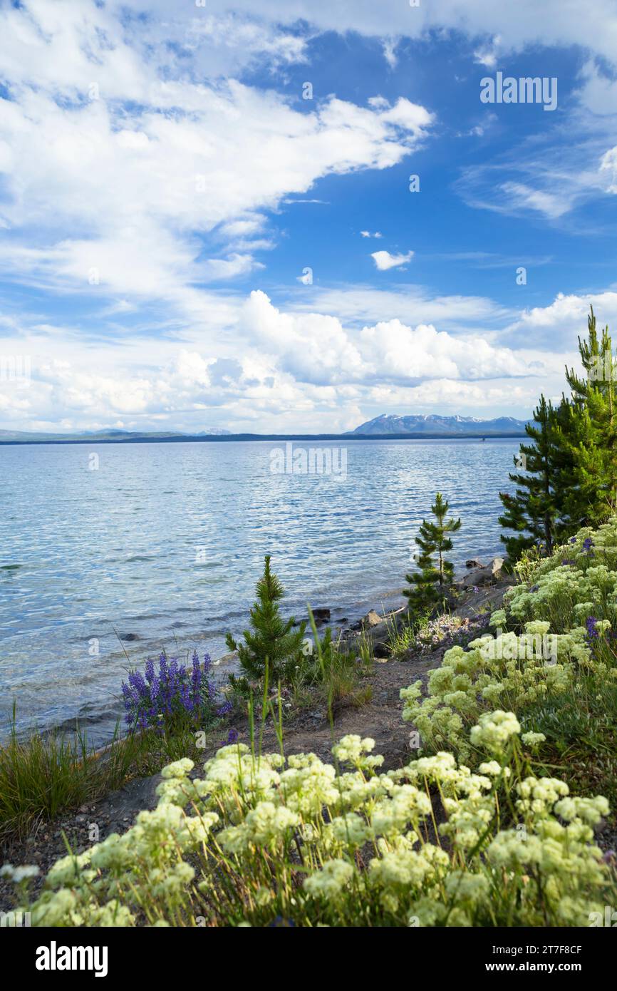 Wildblume und gelber Steinsee mit bewölktem blauen Himmel in Yellowstone Stockfoto