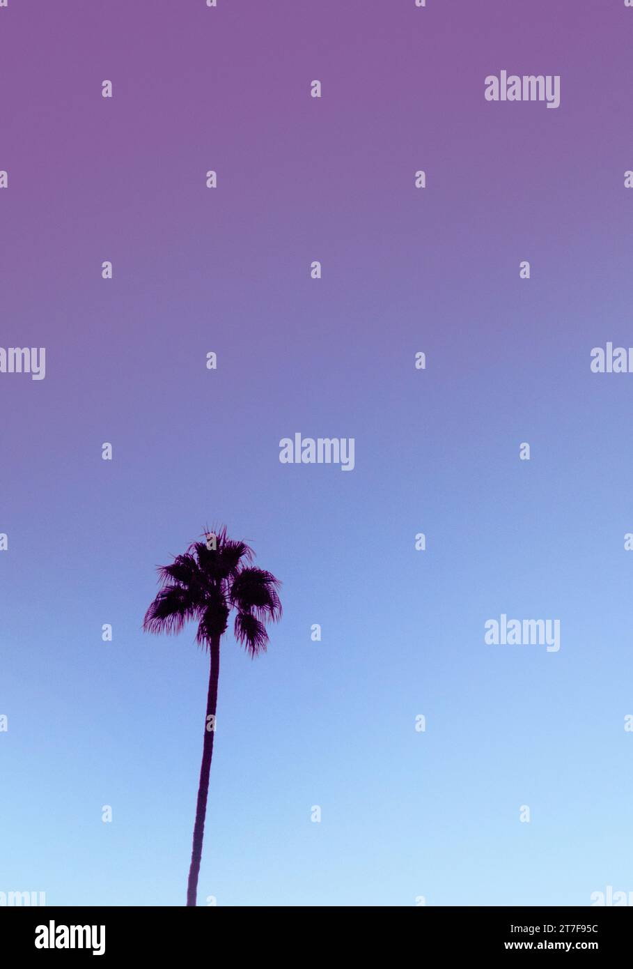 Farbenfroher Palm Springs Tree Stockfoto