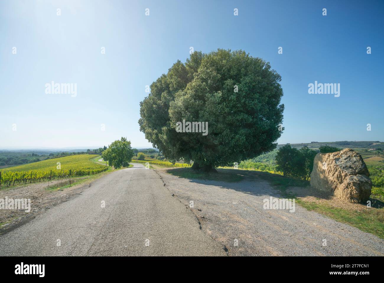 Die Holm Oak oder Holly Oak Tree in der Region Chianti. Gaiole in Chianti. Toskana, Italien Stockfoto