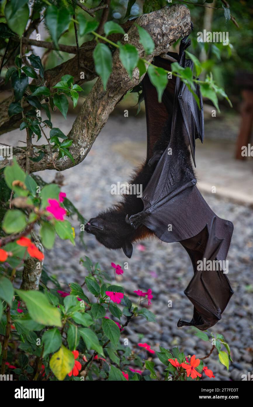 Ein fliegende Fuchs auf einem Busch mit Blumen auf dem Boden in Bali, Indonesien Stockfoto