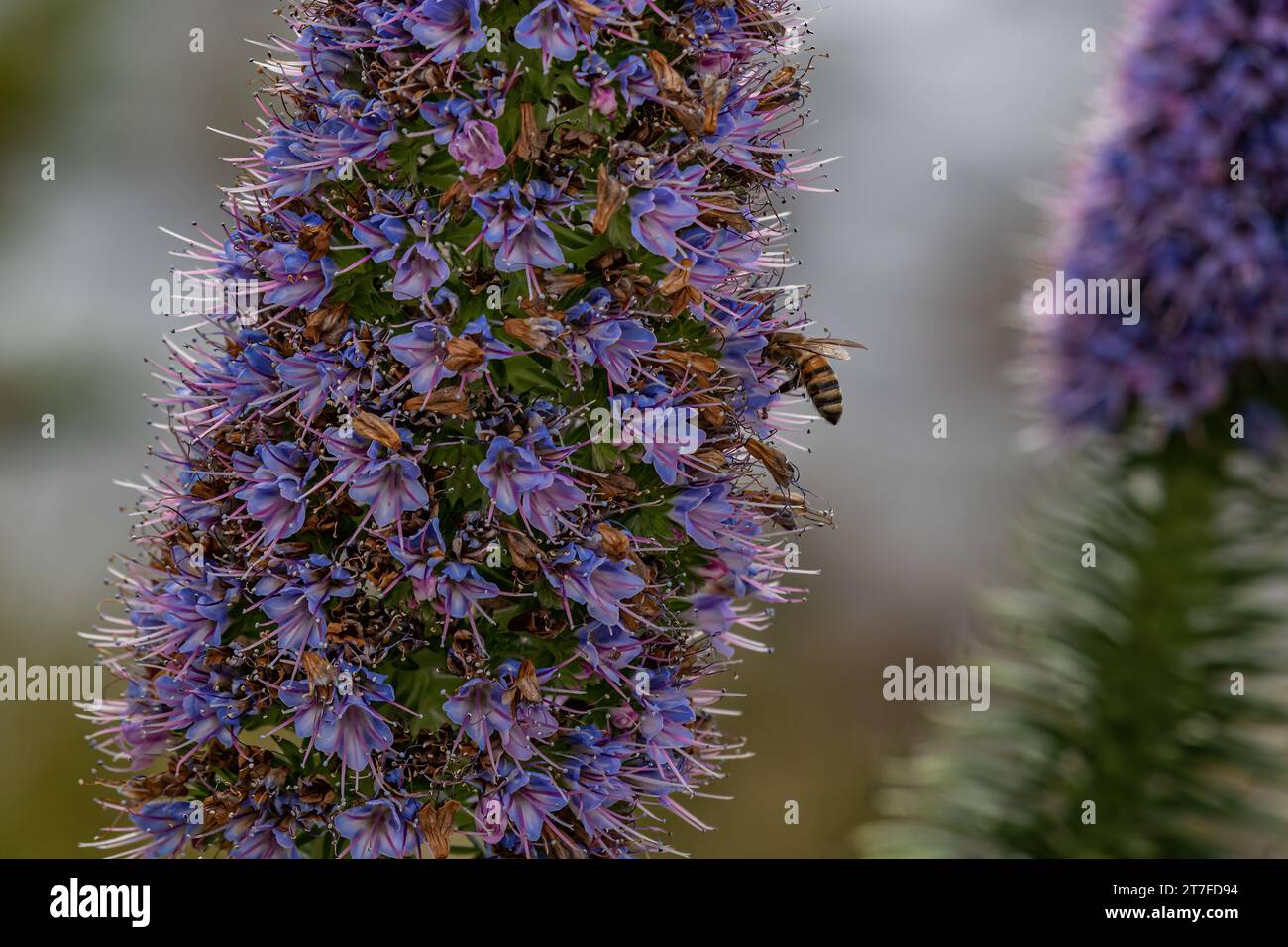 Großaufnahme der Purple Echium Blüten (Wildpretii monocarpic) an der Südkalifornischen Küste. Bienensammelpollen. Stockfoto