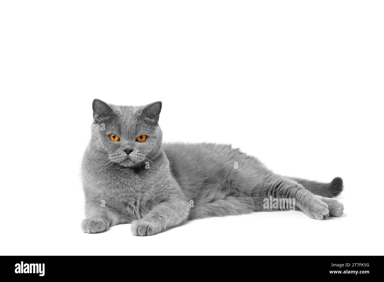 Die britische Kurzhaar-blaue Katze liegt wunderschön auf weißer Isolation und sieht mit großen orangen Augen in die Kamera. Graue reinrassige Katze auf weißem Hintergrund Stockfoto