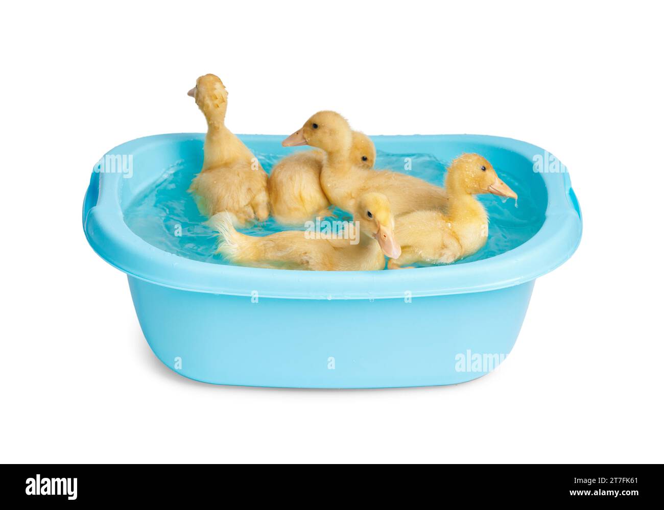 Süße, lustige kleine Entenküken schwimmen in einem kleinen blauen Becken auf weißem Hintergrund. Entenküken baden. Stockfoto