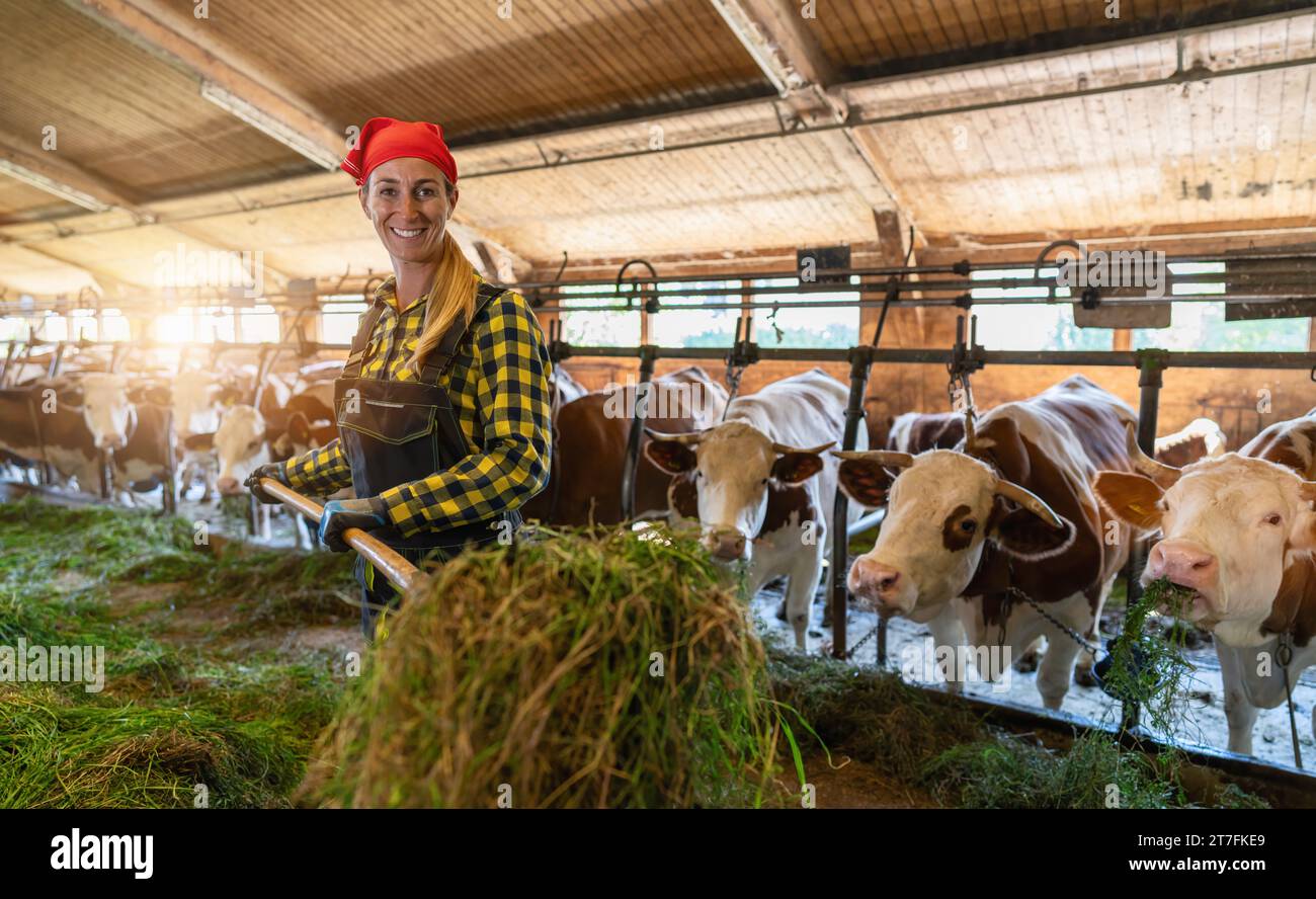 Landwirtin, die Kühe mit frischem Gras mit einer Heugabel in einem Kuhstall in deutschland füttert. Intensive Tierhaltung oder industrielle Tierhaltung Stockfoto
