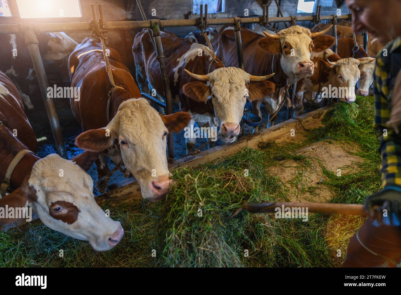 Kühe in einer Scheune essen frisches Gras von einem Bauern mit Heugabel Stockfoto