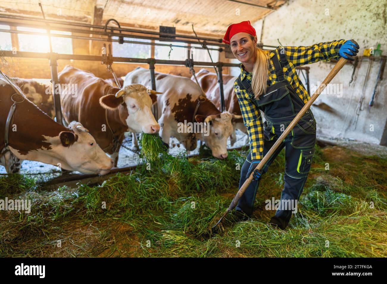 Glückliche Farmerin mit Heugabel, die Kühe in einer sonnendurchfluteten Scheune füttert Stockfoto