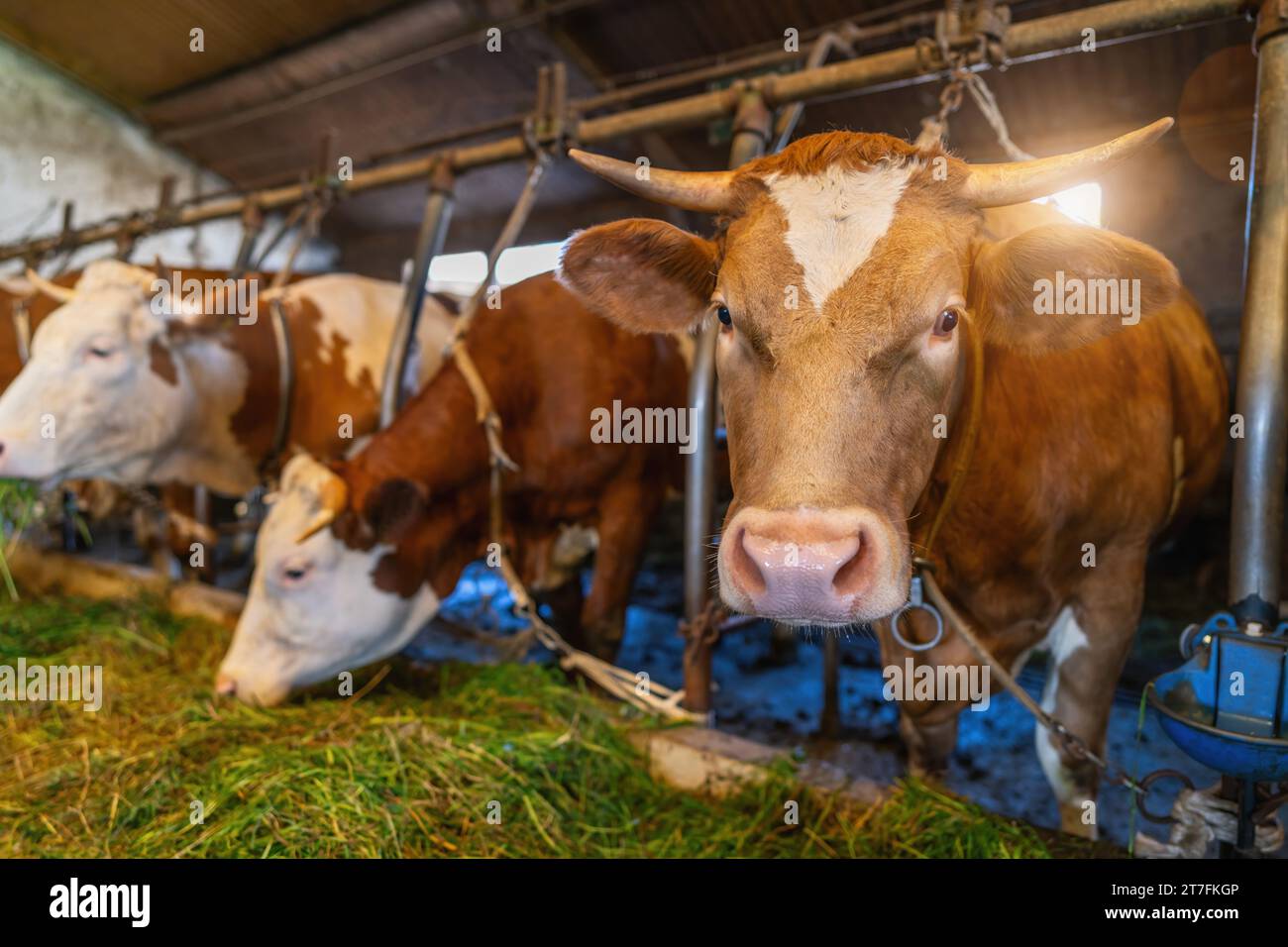 Intensivzucht von Kühen in Folge, die für die Milchproduktion genutzt werden, in einem Stall auf einem Bauernhof, viele Kühe mit Ketten gebunden. Intensivtierhaltung o Stockfoto