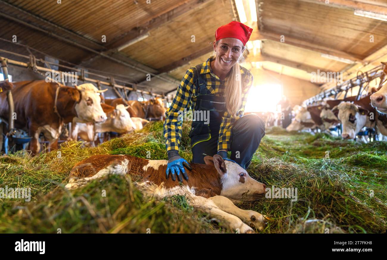 Bäuerin kniend neben dem ausstehenden Kalb im Kuhstall mit Rindern Stockfoto