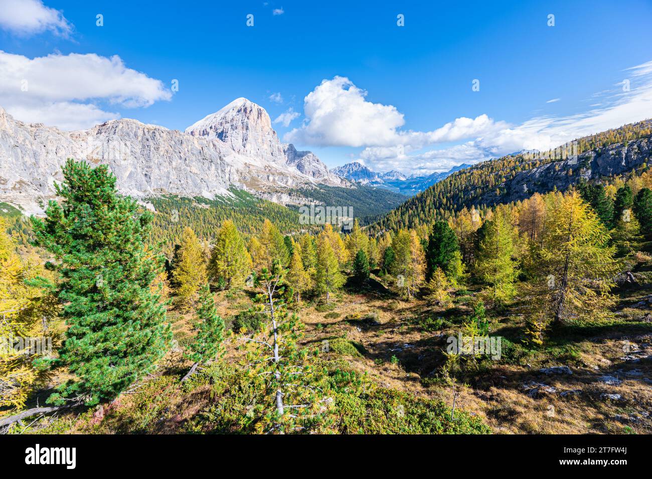 Gelber bis goldfarbener Lärchenwald in den Ampezzo-Dolomiten in Italien Stockfoto