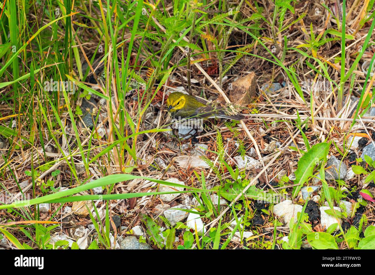 Ein Black throated Green Warbler sammelt Nest Material am Mount Mitchell in North Carolina Stockfoto