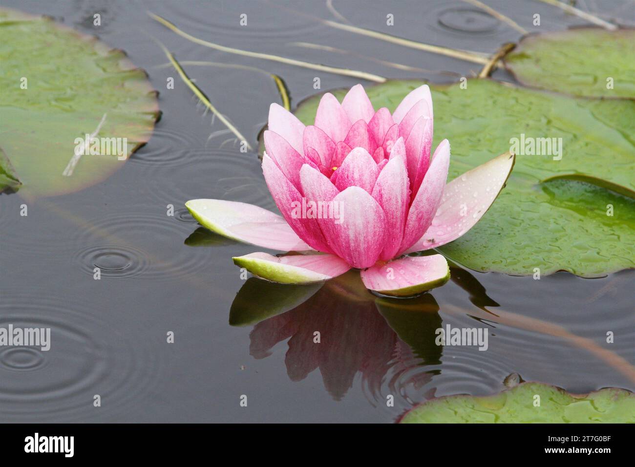 Nahaufnahme og rosa Lotusblüte, die auf der Wasseroberfläche mit Lilienblättern im Hintergrund schwimmt. Stockfoto