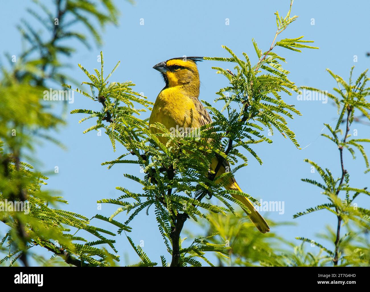 Yellow Cardinal, Gubernatrix cristata, gefährdete Art in La Pampa, Argentinien Stockfoto