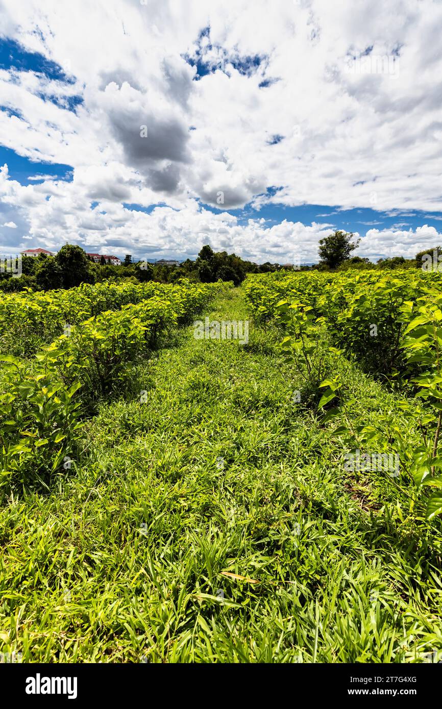 Bio-Seidenfarm und -Fabrik, Maulbeerfeld, Phonsavan, Provinz Xiangkhouang, Laos, Südostasien, Asien Stockfoto