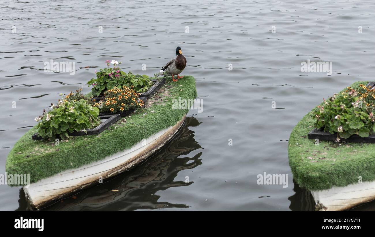 Stockenten standen auf einem schwimmenden Bootsgarten auf einem See Stockfoto