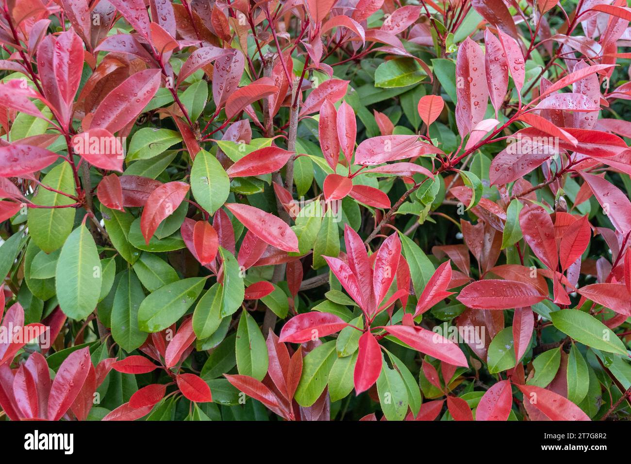Nahaufnahme einer roten Spitze Photinia (Photinia fraseri), ein immergrüner Sträucher mit ovalen Blättern dunkelgrün, aber purpurrot, wenn jung, Italien Stockfoto