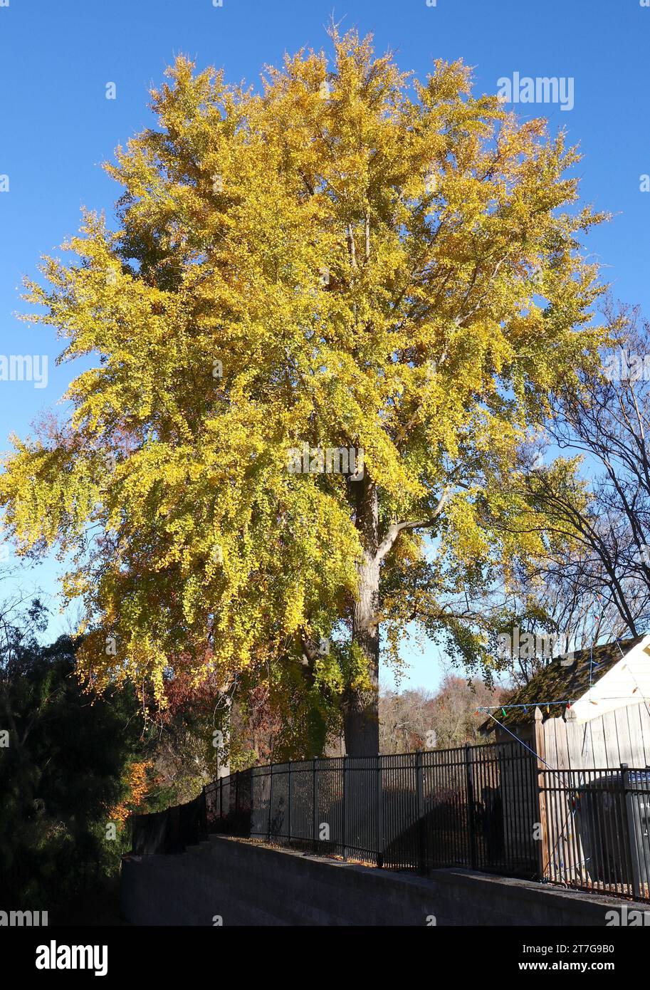 Wunderschönes goldenes und grünes Laub des Gingko-Baumes Stockfoto