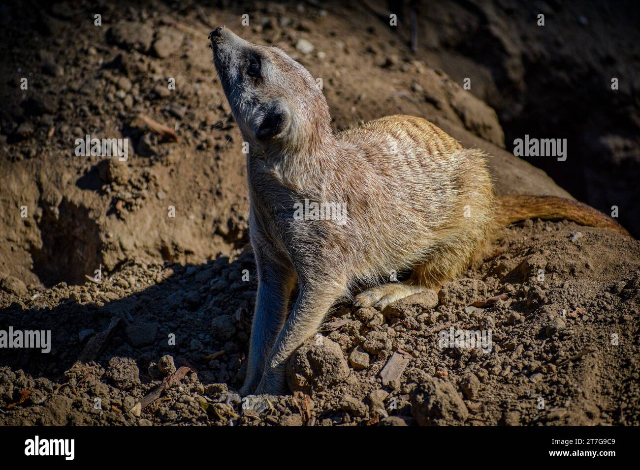 San Diego Zoo 2019 - Meercat Stockfoto
