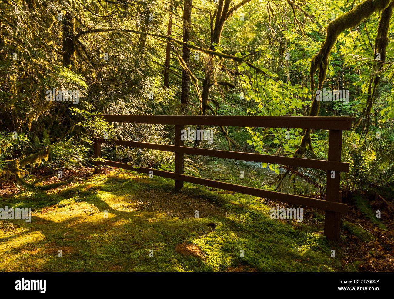 Rosewall Creek Park auf Vancouver Island im Frühjahr. Grüne Bäume, alter Zaun und Sonne gefiltert von dichtem Wald. Stockfoto
