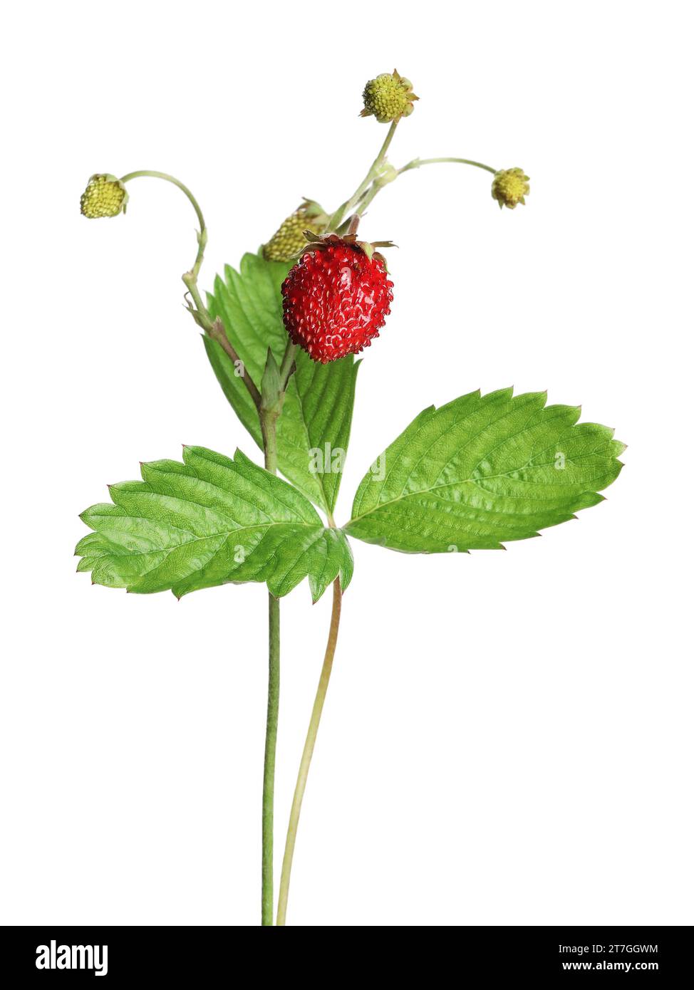 Stiele wilder Erdbeeren mit Beeren und grünen Blättern isoliert auf weiß Stockfoto