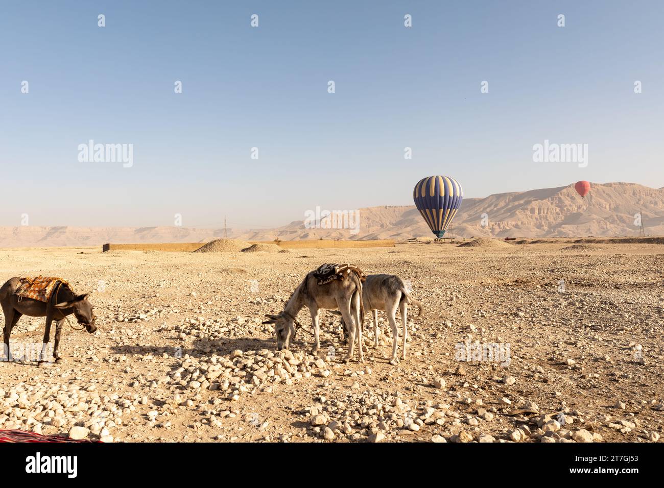 Esel grasen im Vordergrund, während der Heißluftballon in einer Wüstenlandschaft landet Stockfoto