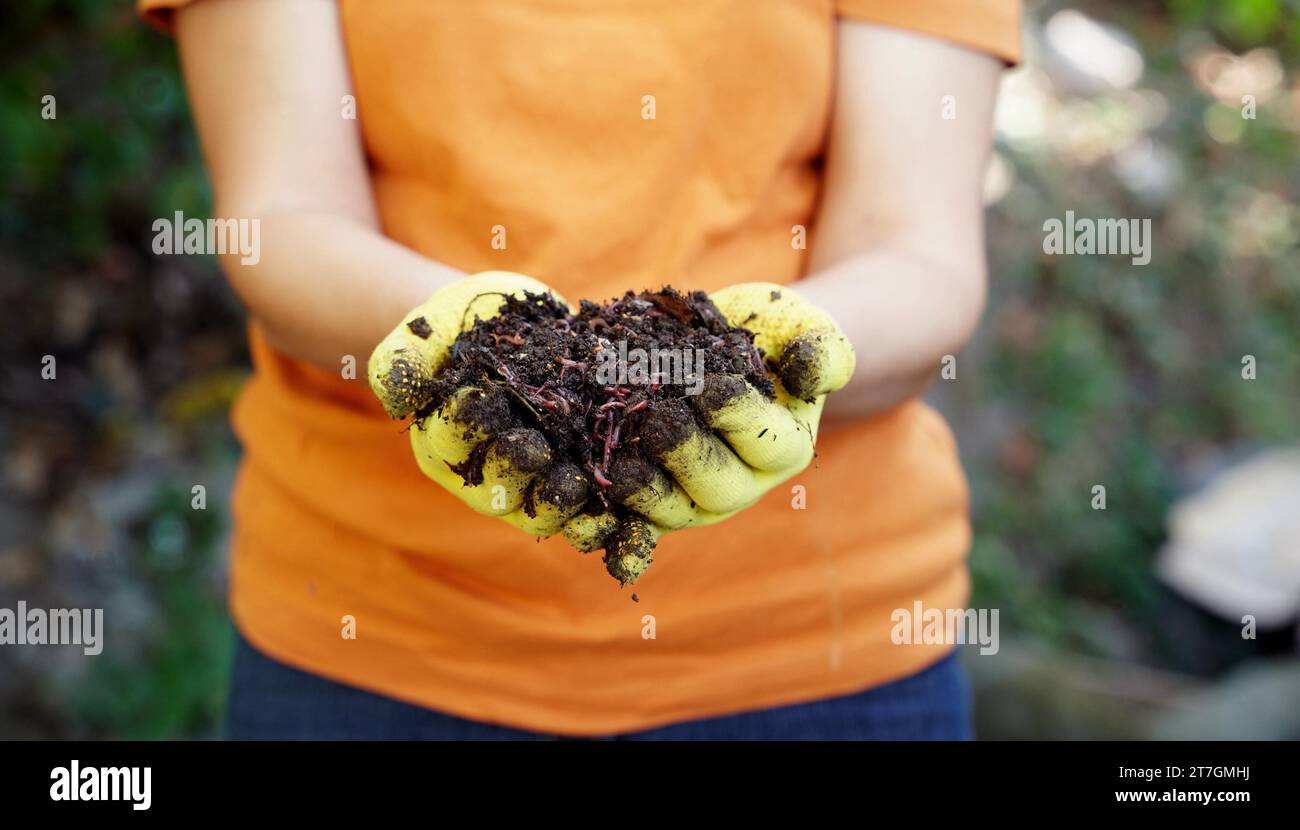 Ein Bauer hält rote Wackelwürmer in der Hand Stockfoto