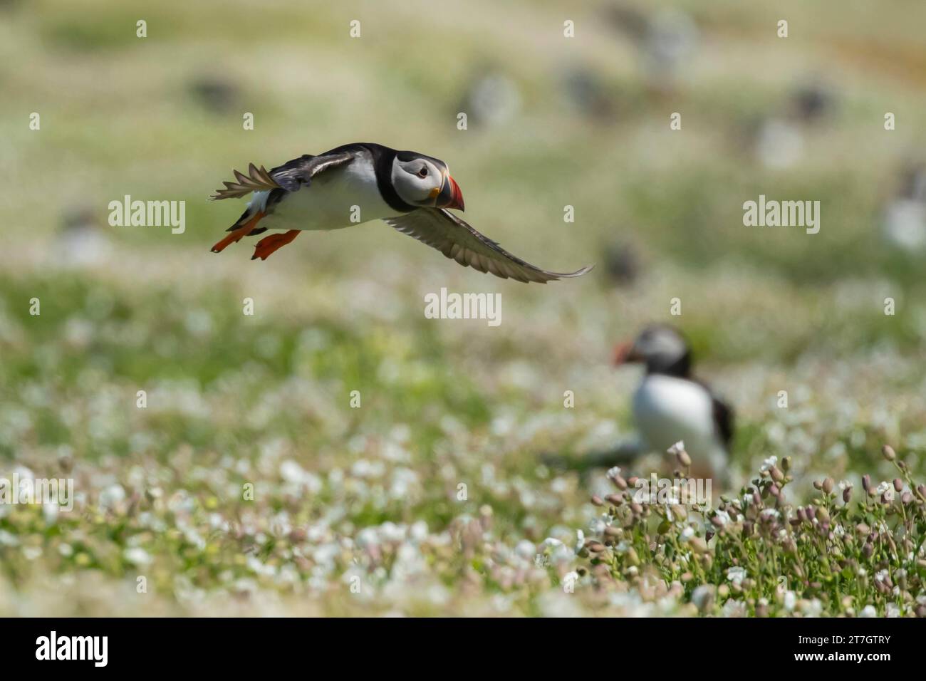 Atlantischer Papageientaucher (Fratercula arctica) erwachsener Vogel im Flug über Sea campion Flowers, Skomer Island, Wales, Vereinigtes Königreich Stockfoto