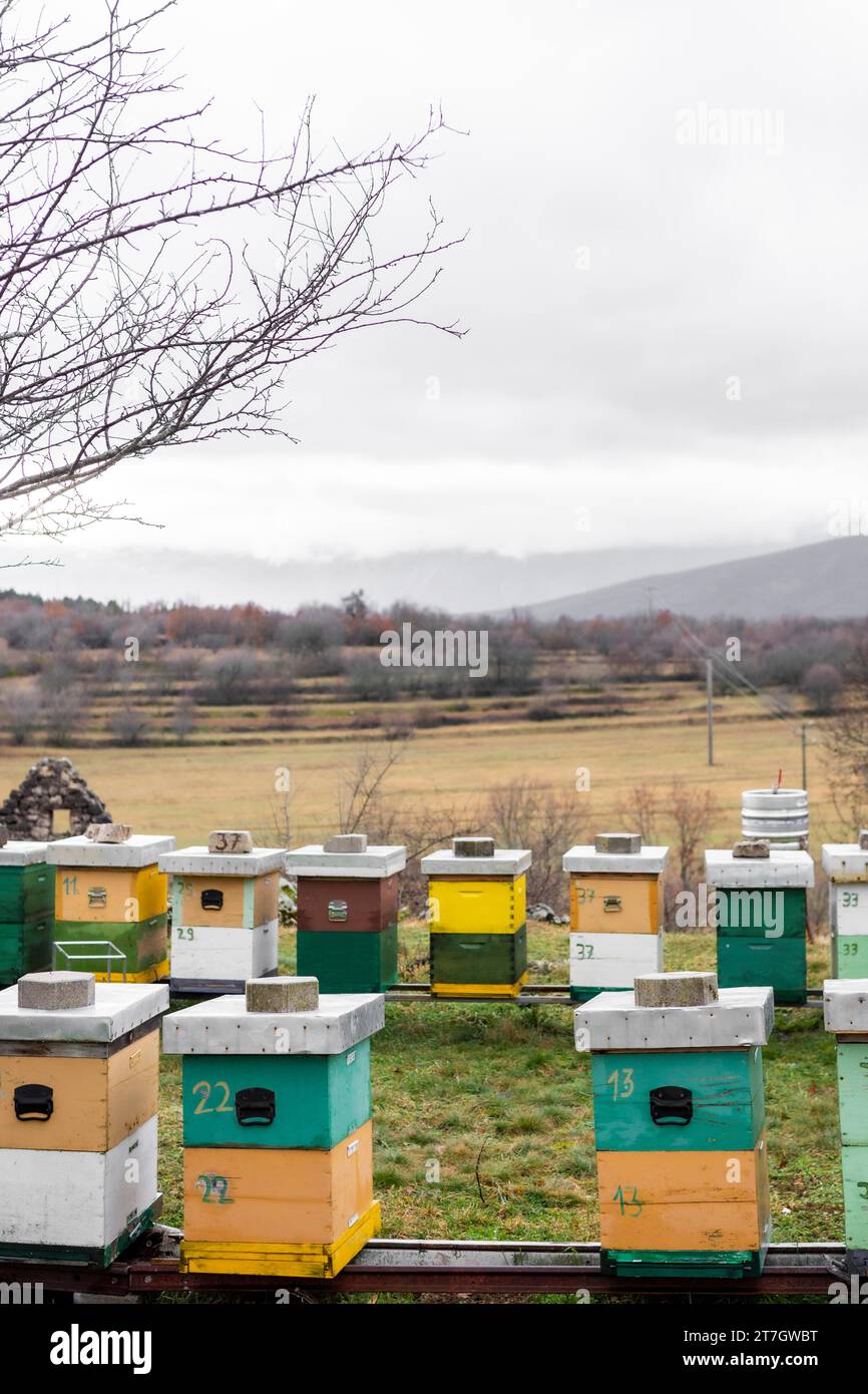 Bienenstöcke leben im Freien Stockfoto