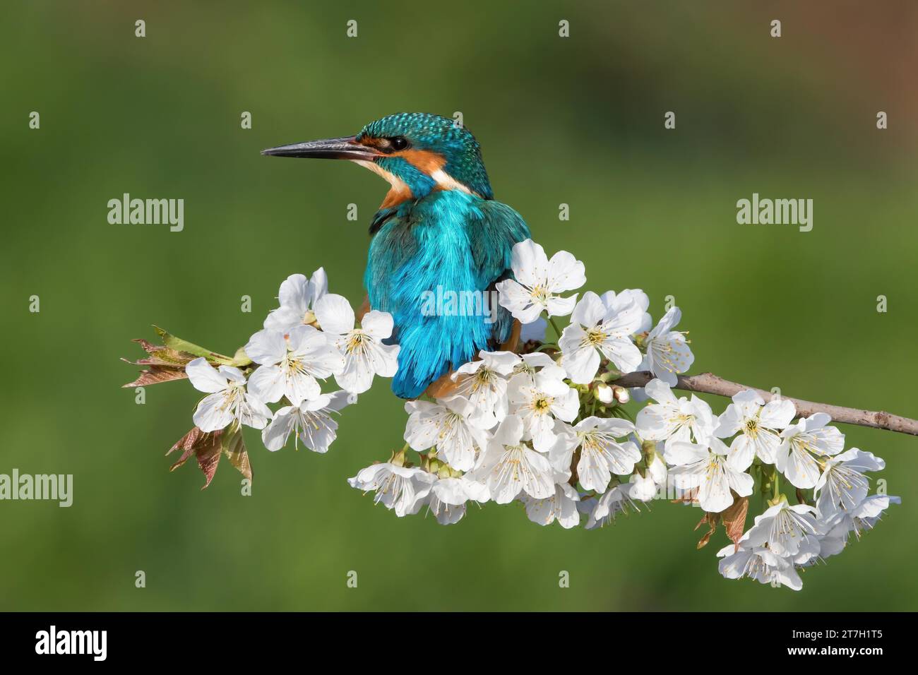 Gemeiner eisvogel (Alcedo atthis), männlich, sitzend auf einem Zweig einer Wildkirsche (Prunus avium), Hessen, Deutschland Stockfoto