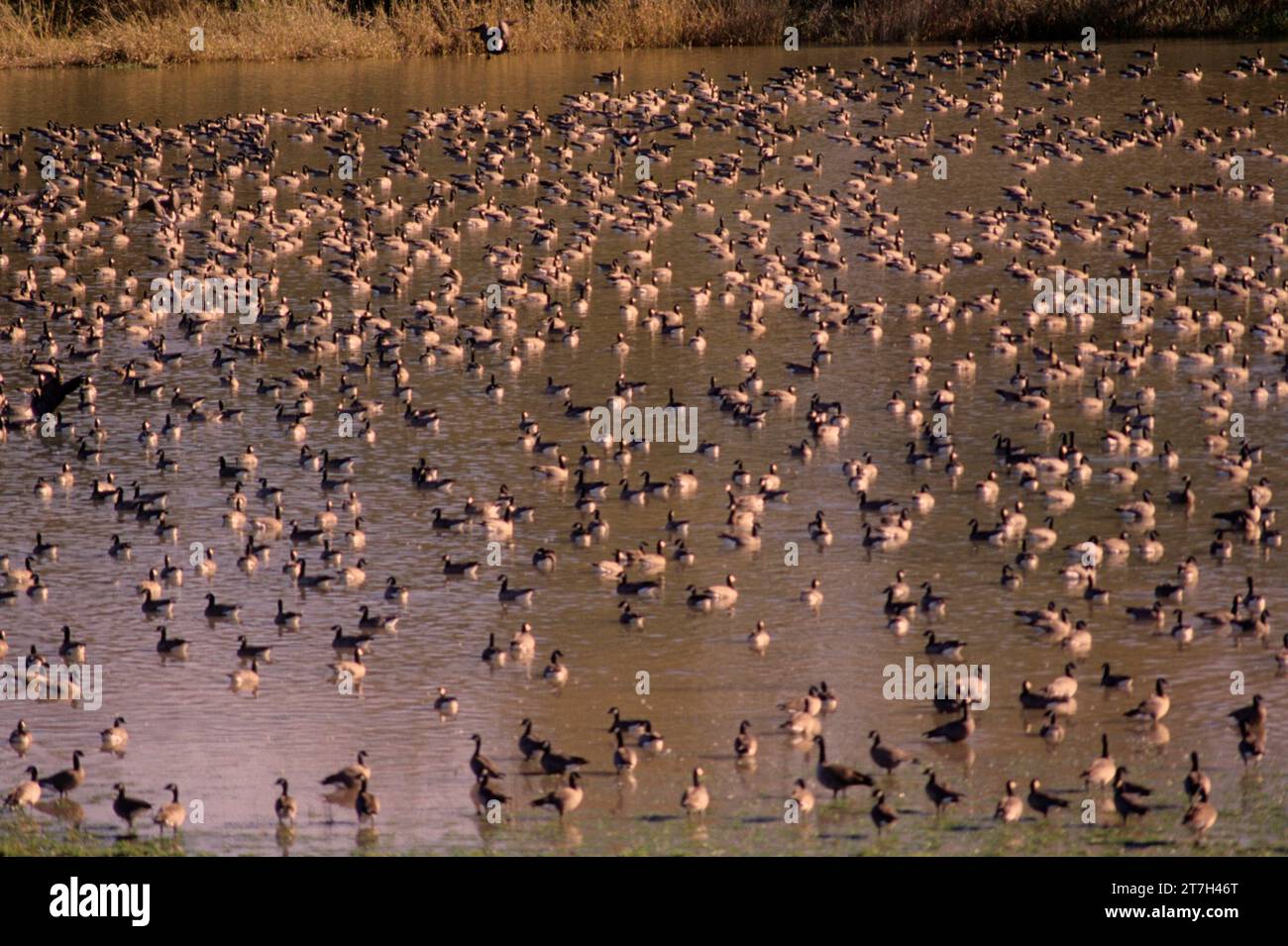 Kanadagänse an McFadden Marsh, William Finley National Wildlife Refuge, Oregon Stockfoto