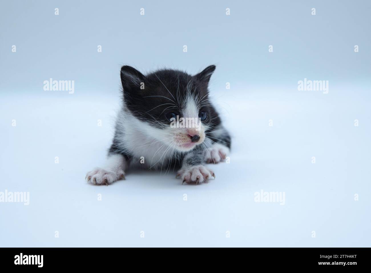 Asiatische Katze auf weißem Hintergrund. Nahaufnahme niedliches Haustier-Kätzchen-Porträt auf sauberem weißem Hintergrund Stockfoto