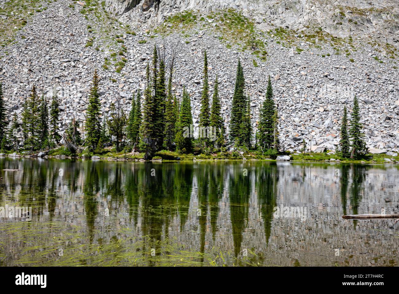 OR02769-00...OREGON - Bäume, die sich am Laverty Lake in der Eagle Cap Wilderness spiegeln, gehören zum Wallowa-Whitman National Forest. Stockfoto