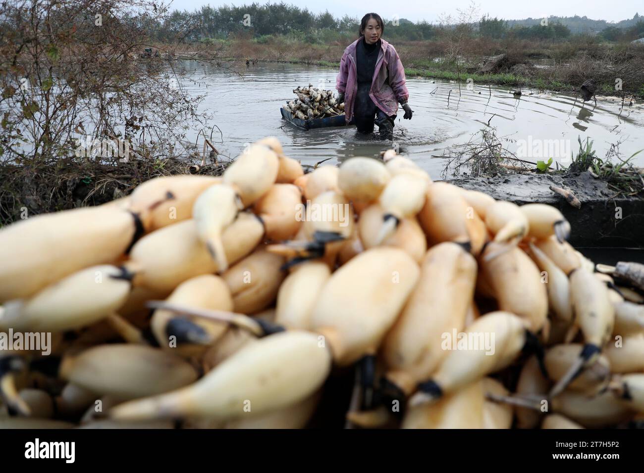 ZIXING, CHINA - 15. NOVEMBER 2023 - Bauern graben Lotuswurzeln im Dorf Luqiao, Stadt Zixing, Provinz Hunan in Zentralchina, 15. November 2023. Stockfoto