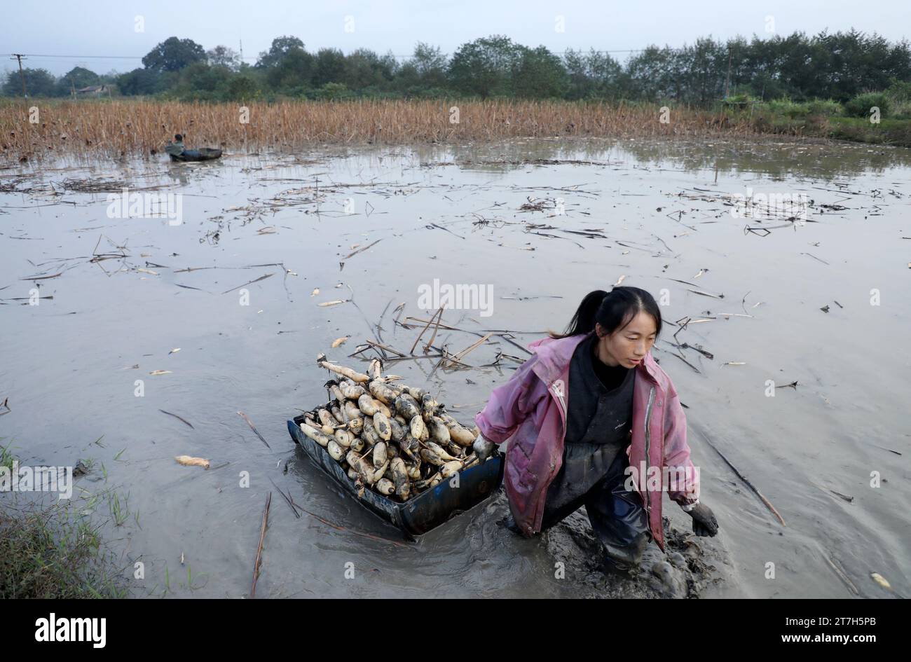 ZIXING, CHINA - 15. NOVEMBER 2023 - Bauern graben Lotuswurzeln im Dorf Luqiao, Stadt Zixing, Provinz Hunan in Zentralchina, 15. November 2023. Stockfoto