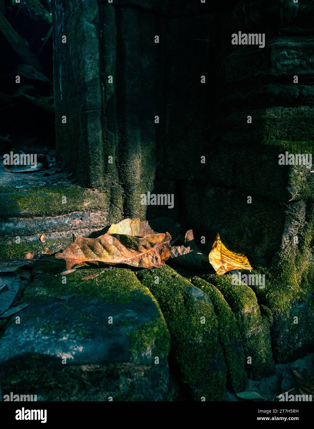 Am späten Nachmittag fängt Sonnenlicht am Ta Prohm Tempel einige Blätter in einer Tür ein. Stockfoto