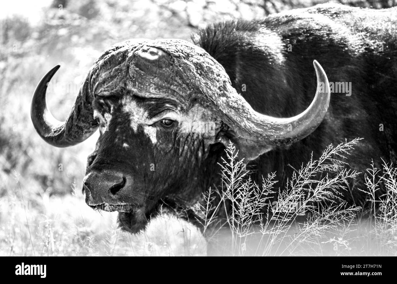 Wild Buffalo Nahaufnahmen im Kruger-Nationalpark, Südafrika Stockfoto